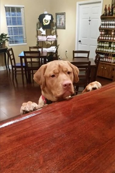 Dog