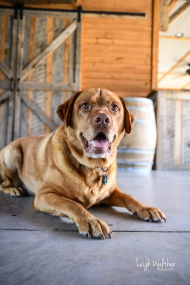 Dog